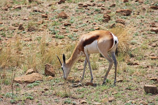 deer-1221545__340.jpg