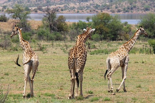 giraffes-1221563__340.jpg