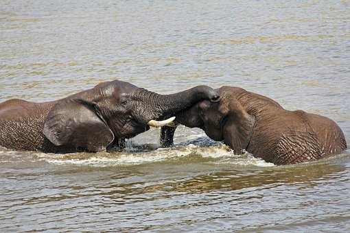 elephants-1221577__340.jpg