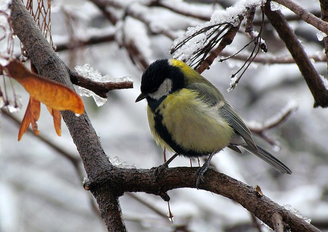 Free Nature Winter photo and picture