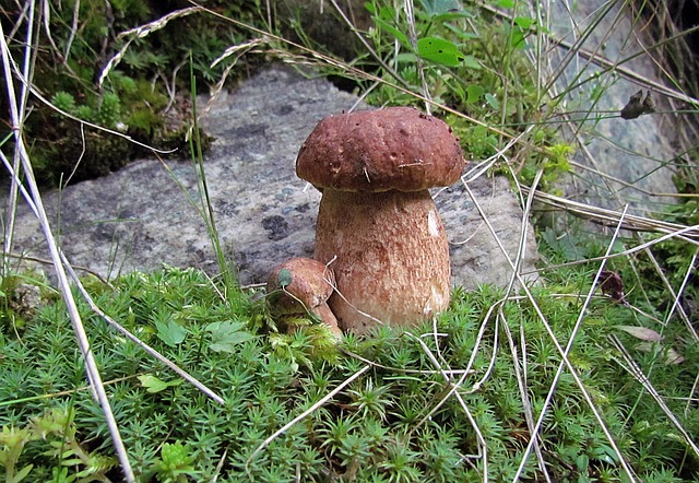 Free Nature Plants photo and picture