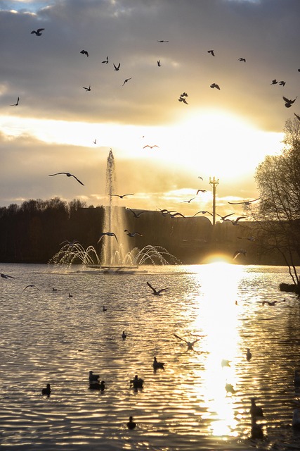 Sonne, Vögel, Vogel, Sonnenuntergang