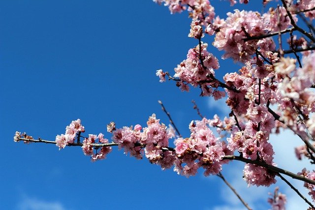 Free Pink Blossom photo and picture