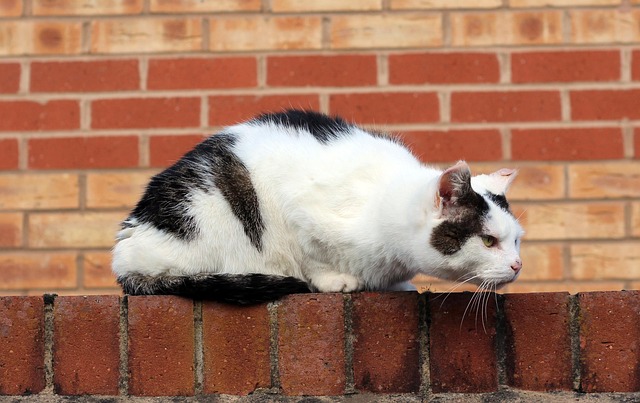 Free Cat Brick Wall photo and picture