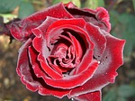rose, red, red rose