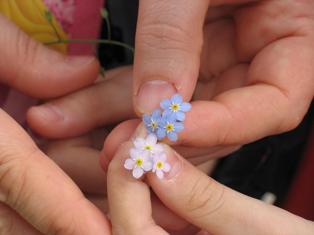 Free Forget-Me-Not Flowers photo and picture