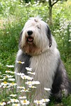 dog, bobtail, chamomile