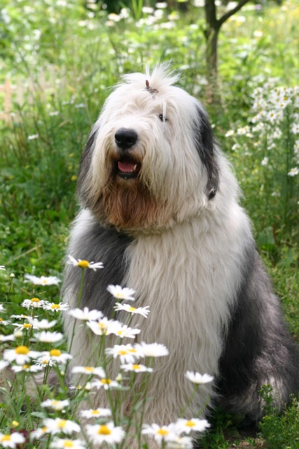 Free Dog Bobtail photo and picture