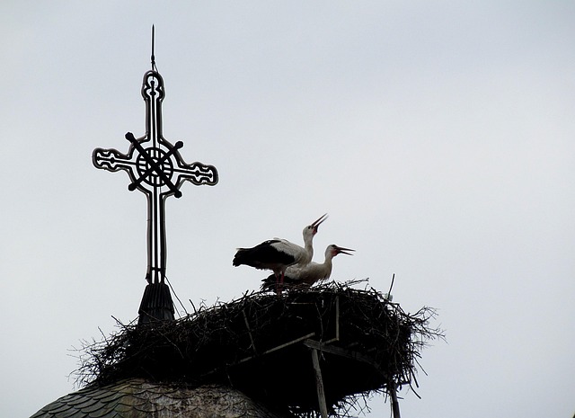 Free Spring Birds photo and picture