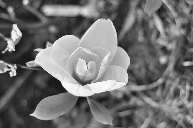 Free Flower Flower Background photo and picture