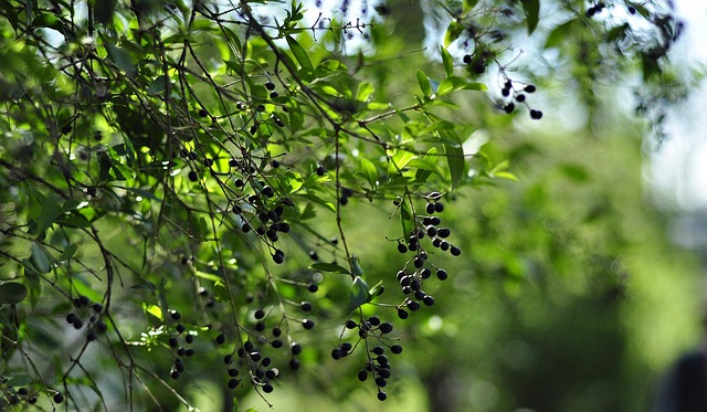 Free Nature Plant photo and picture