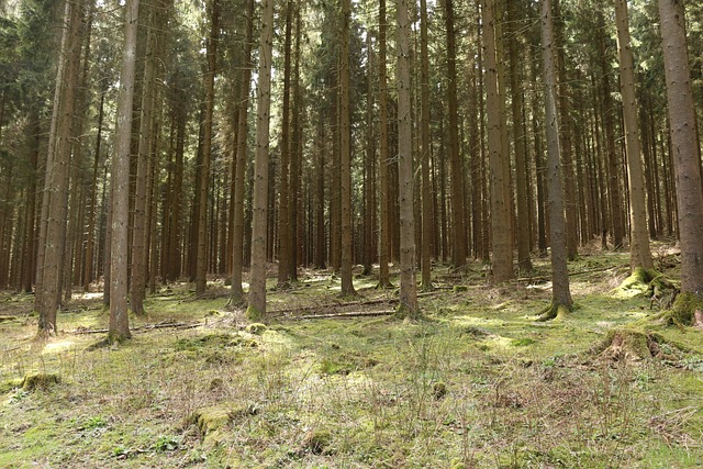 Free Forest Conifers photo and picture