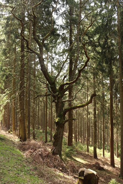 Free Forest Tree photo and picture