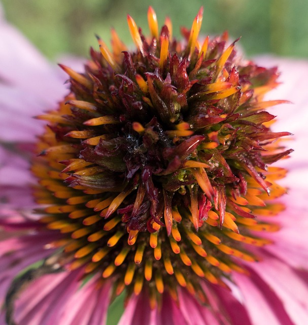 Free Purple Cone Flower Echinacea photo and picture