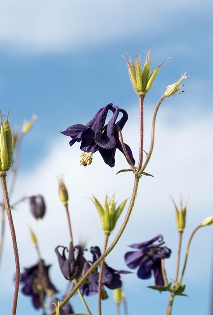 Free Columbine Flower photo and picture