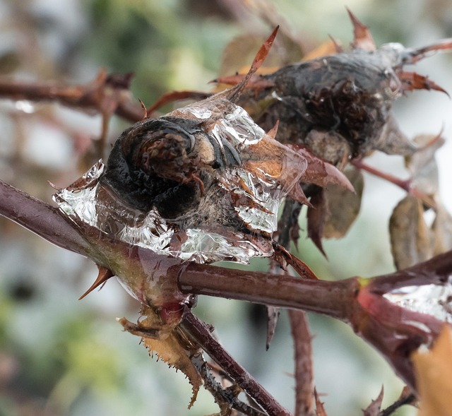 Free Rose Bud Frozen photo and picture