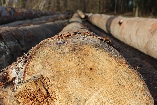 Free Wood Log photo and picture