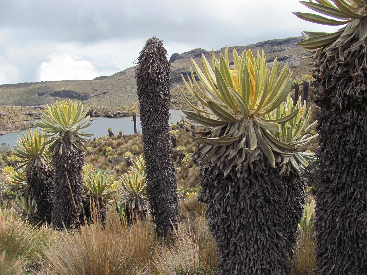 Frailejon Laguna Crossing Free Photo On Pixabay Pixabay