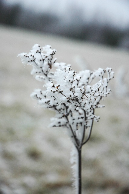Free Rime Flower photo and picture
