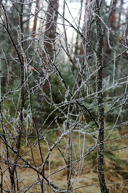 Free Rime Brushwood photo and picture