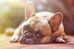 dog, model, french bulldog