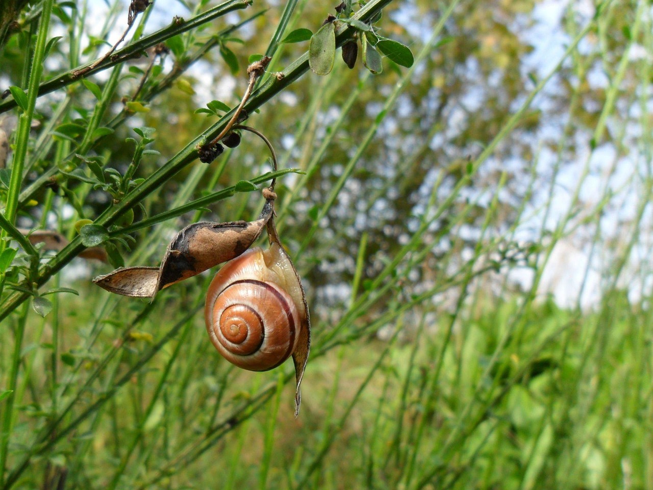 Snail House Depend Free photo on Pixabay Pixabay