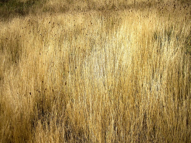 Free Grassland Texture photo and picture