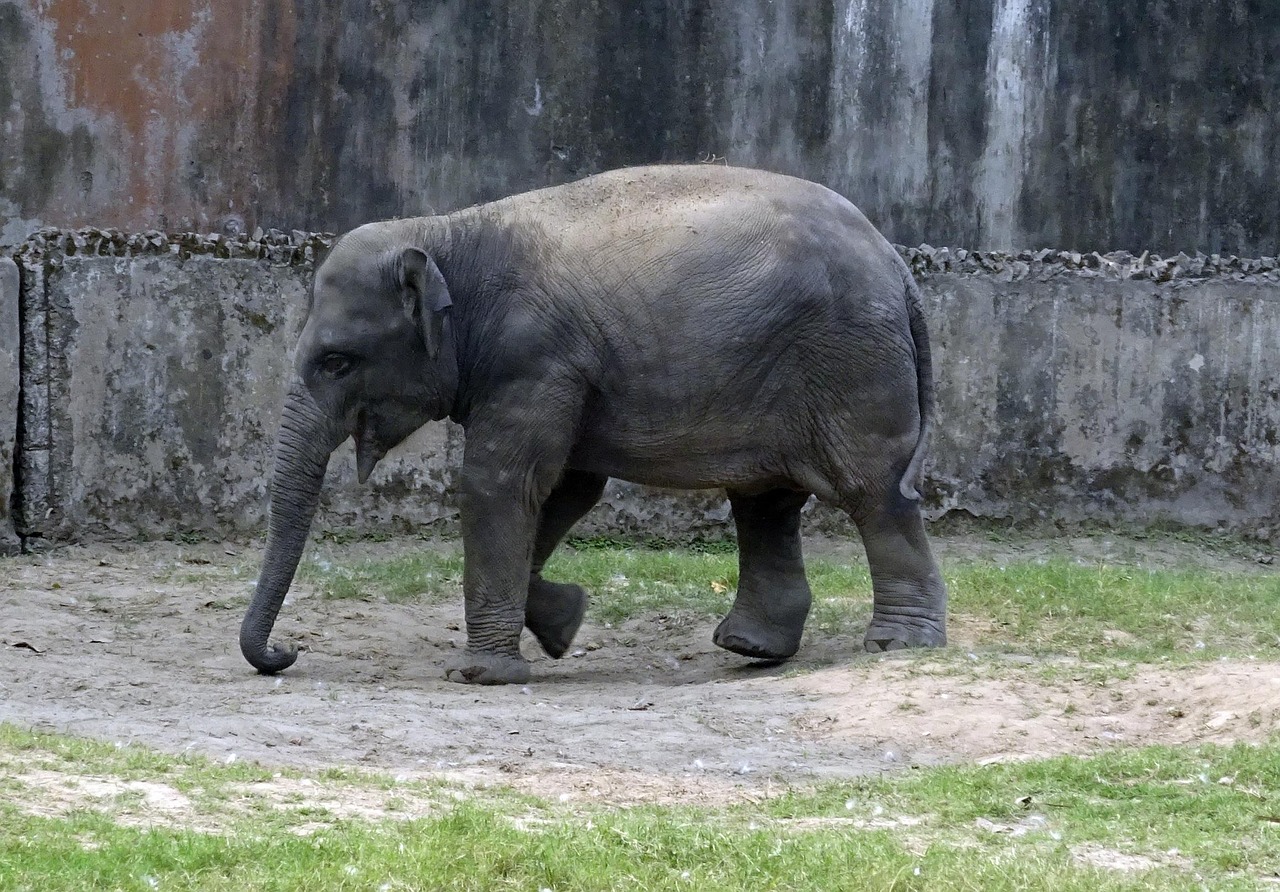 100 多张免费的“Asian Elephant”和“大象”照片 - Pixabay