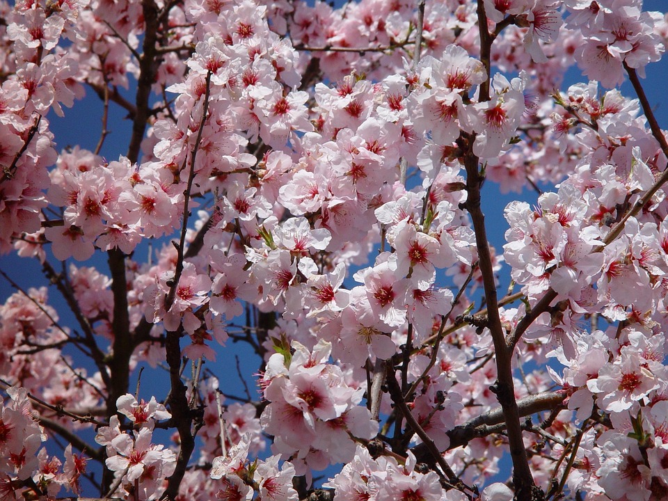 开花 杏仁花 春天 - Pixabay上的免费照片 - Pixabay