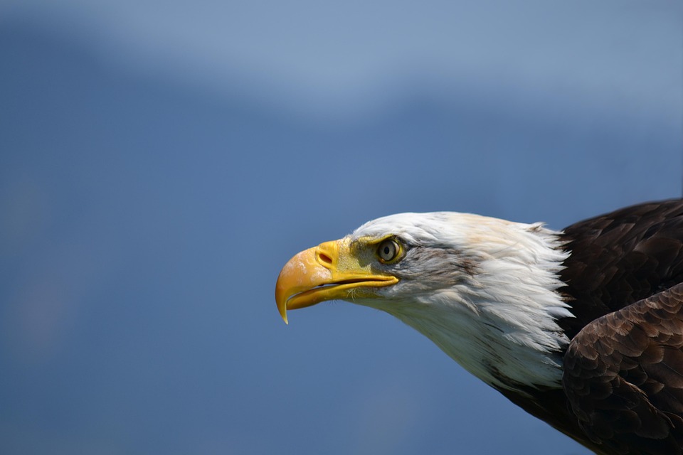 Bald Eagle WhiteTailed Free photo on Pixabay Pixabay