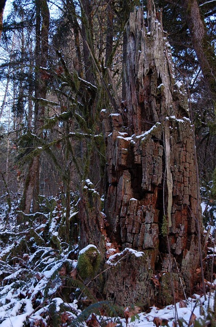 Free Stump Wood photo and picture