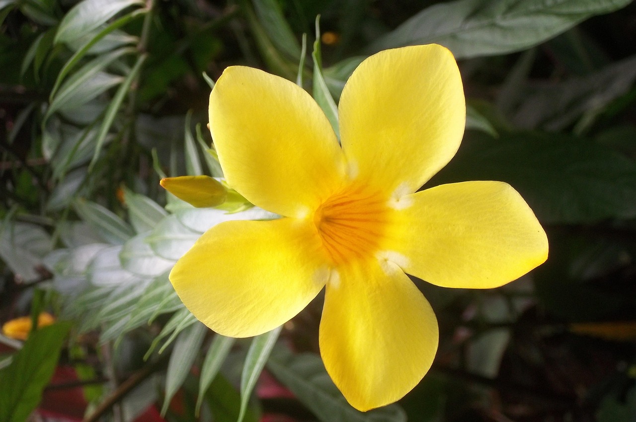 Fleur Exotique, Nature