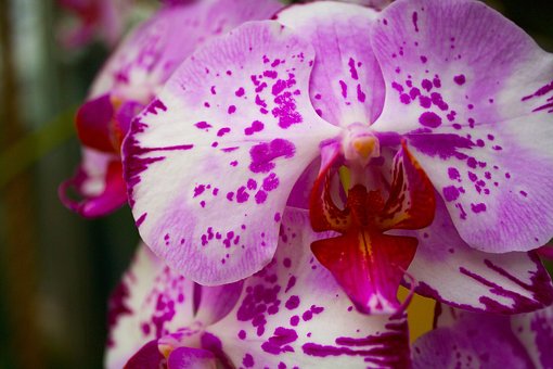 Free Orchid Purple photo and picture