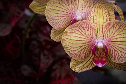 Free Orchid Yellow photo and picture