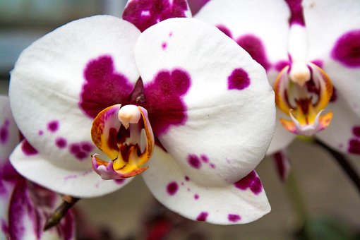 Free Orchid Purple photo and picture
