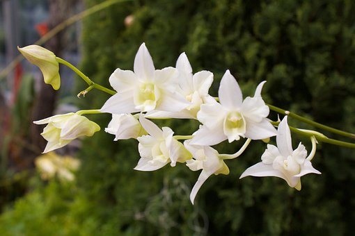Free Orchid White photo and picture