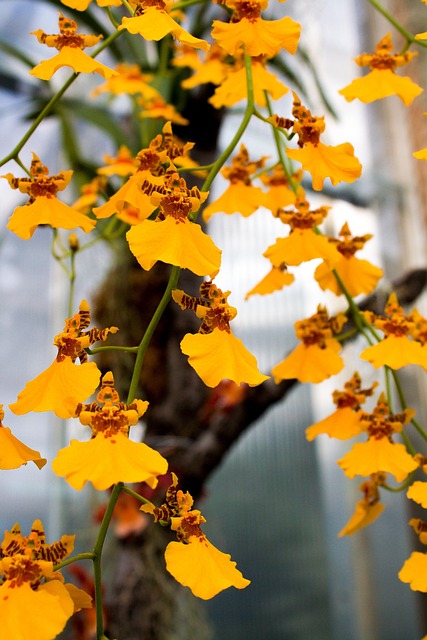 Free Orchid Yellow photo and picture
