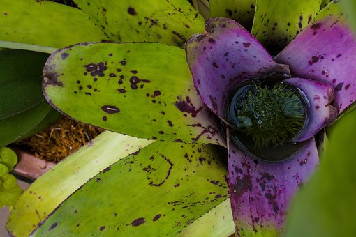 Free Plant Exotic photo and picture