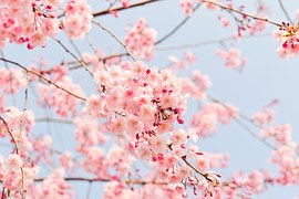 Cherry Tree, Flowering Tree