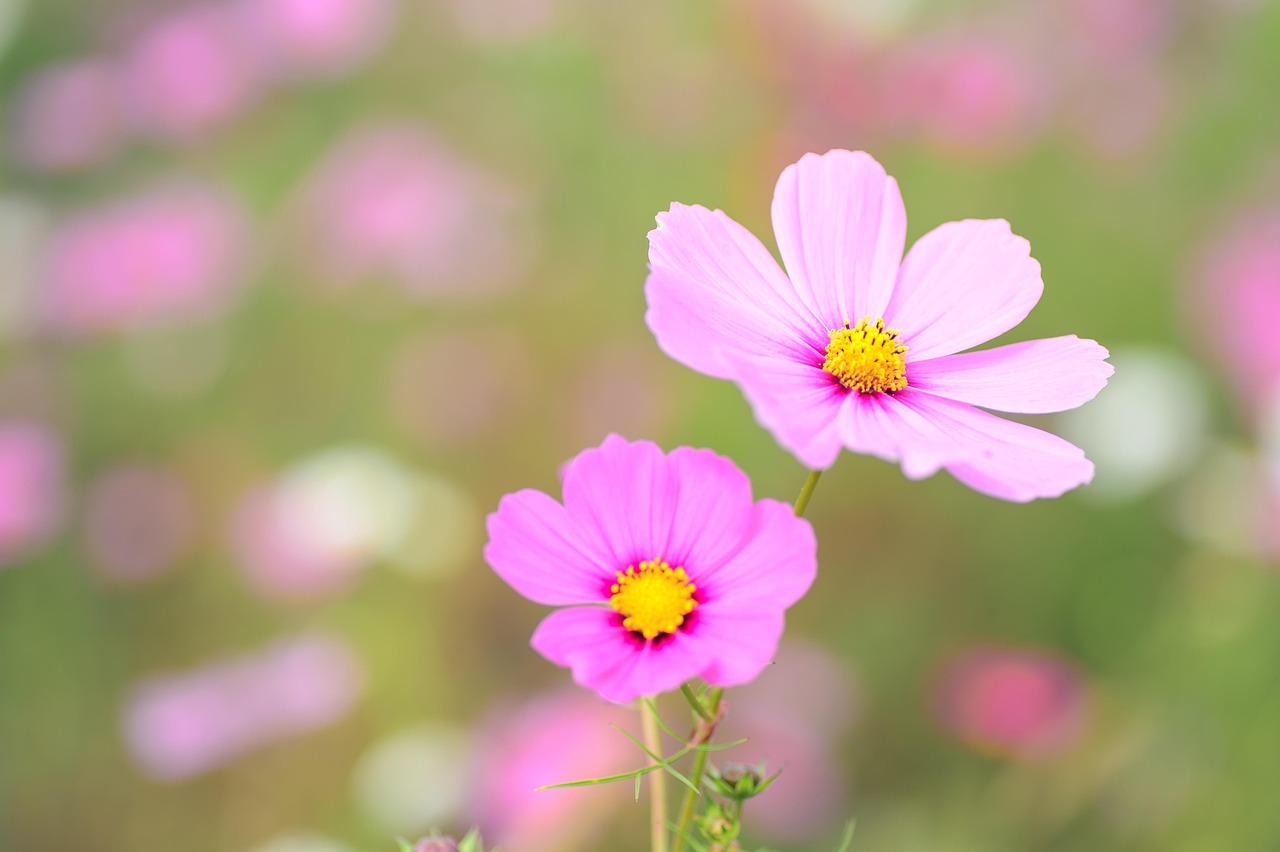 Image showcasing Natural Plant Flowers - Free photo on Pixabay
