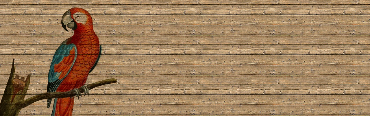 Banner Header Bird - Free image on Pixabay
