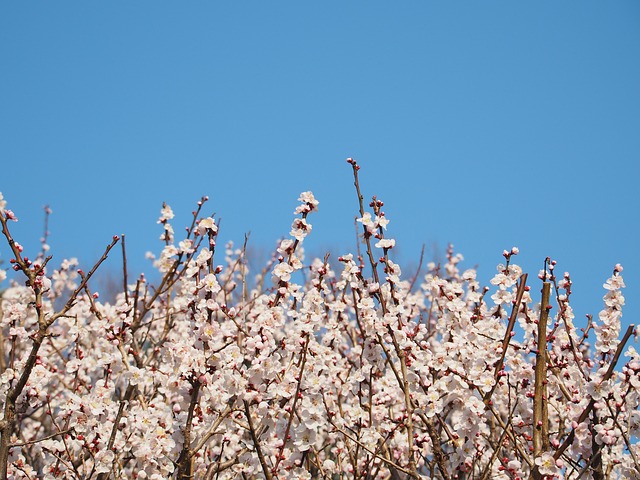 Blomst, Japansk Blomme, Blomme Blomstre
