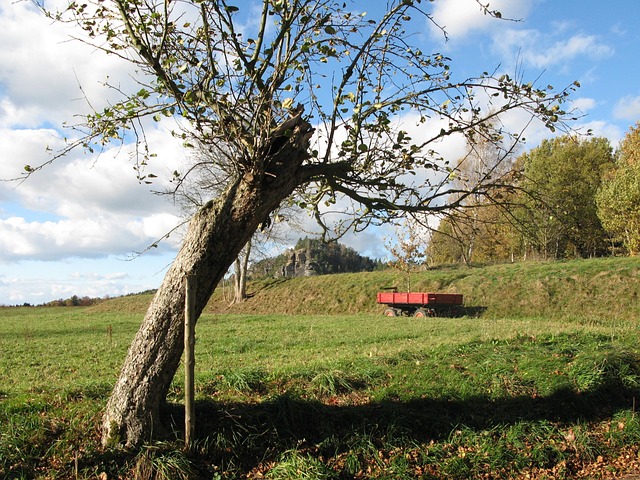 Árvore Aleijada, Panorama, Pedra Papa