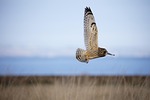 short eared owl, owl, bird