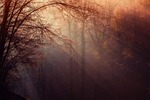 forest, atmosphere, light
