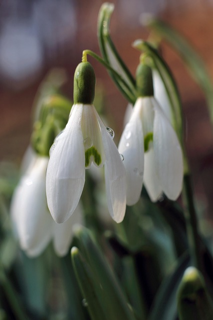 Free Spring Flower Background photo and picture
