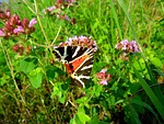 russian bear, butterfly, freedom