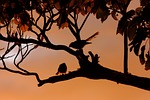 new zealand fantail, birds, silhouette