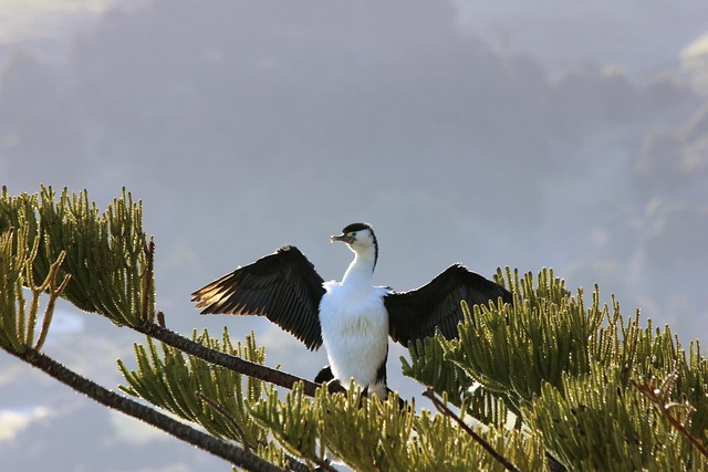 Free Pied Shag Norfolk Pine photo and picture