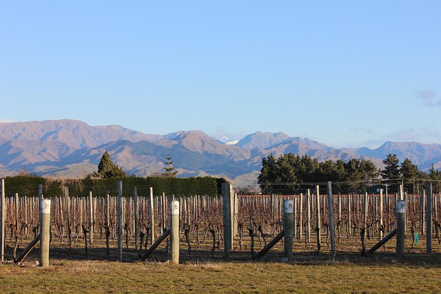 Free Vineyard Grapes photo and picture